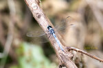 DSC_0416_ps