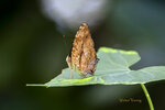 DSC_0537_ps