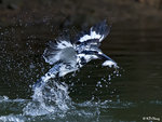 Pied Kingfisher Burst Out 2