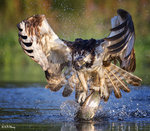 Osprey and Fish 2