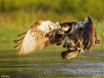 Osprey and Fish 11
