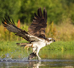Osprey and Fish 44