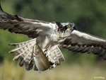 Osprey and Fish 6