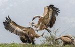 Vulture Fight 03