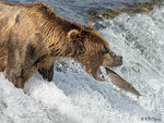 Brown Bear Fishing 02