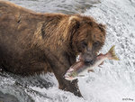 Brown Bear Fishing 18