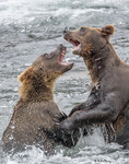Bear Fight 09