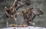 Eagle Confronting 11