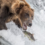 Brown Bear Fishing 09