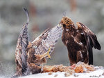 Eagle Confronting 10