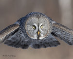 Great Grey Owl A22