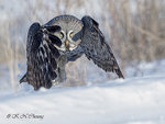Great Grey Owl A23