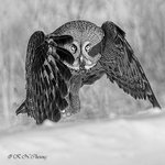 Great Grey Owl A23 BW