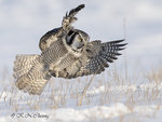Hawk Owl A07