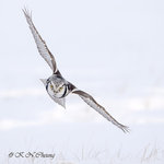 Hawk Owl A09