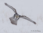 Hawk Owl A10