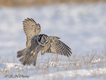 Hawk Owl A15