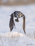Hawk Owl A16