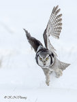Hawk Owl A27