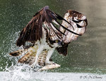 Osprey Fish Catching 04