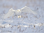 Snowy Owl A06