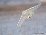 Snowy Owl A11