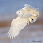 Snowy Owl A12