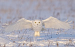 Snowy Owl A20