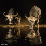 Two Buffaloes Drinking 02