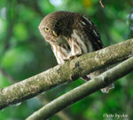Asian Barred Owlet 斑頭鵂鶹
D2E_7124-x