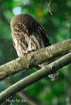 Asian Barred Owlet 斑頭鵂鶹
D2E_7127-x
