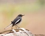 Oriental Magpie Robin (Female) 鵲鴝
D7A_0726