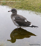 Dolphin Gull (juvenile)
E1F_2636-600