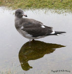 Dolphin Gull (juvenile)
E1F_2637-600