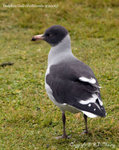Dolphin Gull (non-breeding plumage)
E1F_2687-400