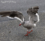 Dolphin Gull (breeding plumage)
E1F_2758-600