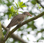 Woodpecker
E1H_1415