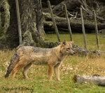 Red Fox @ Ushuaia, Argentina
E1F_3831