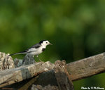 White Wagtail 白鶺鴒 
D5A_0039