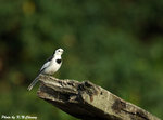 White Wagtail 白鶺鴒 
D5A_0070