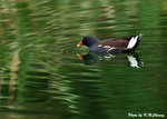 Common Moorhen      黑水雞
D5A_0087