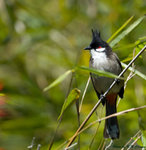 Red-whiskered Bulbul 紅耳鵯 
D2C_1123