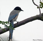Asian Azure-Winged Magpie 灰喜鵲 
D5A_0017