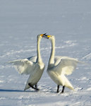 _AAB6508_RoughPastels#2_1024