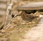 Common Snipe 扇尾沙錐
D7A_0590