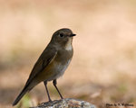 Red-flanked Bluetail紅脅藍尾鴝 (female) 
D7A_5037