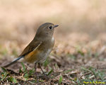 Red-flanked Bluetail紅脅藍尾鴝 (female) 
D7A_5040