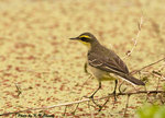 Yellow Wagtail 黃鶺鴒
D7A_0022