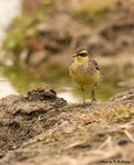 Yellow Wagtail 黃鶺鴒
D7A_0308