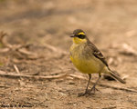 Yellow Wagtail 黃鶺鴒
D7A_0320
